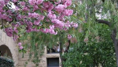 Tree Blossoms Budding Stock Footage 3678231