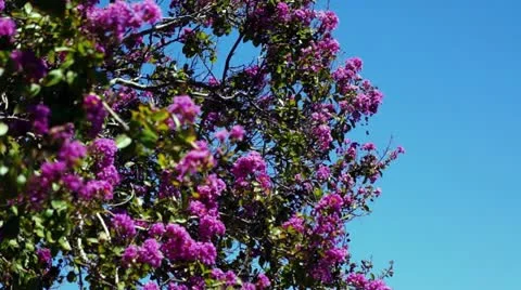 Tree blossoms close up Video stock 11849962