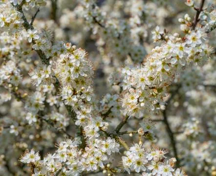 Tree blossoms closeup Stock Photos
