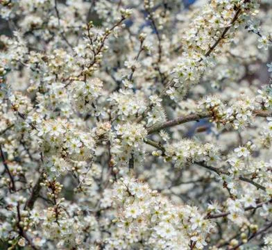 Tree blossoms closeup Stock Photos