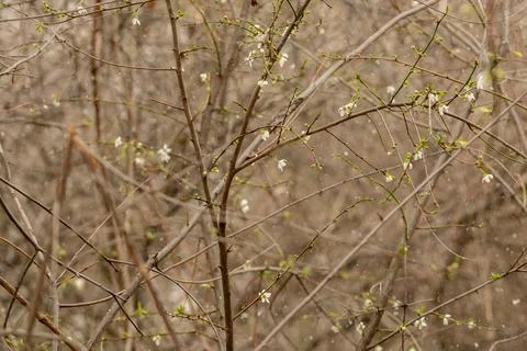 Tree blossoms during unexpected snowfall in spring. Stock Photos