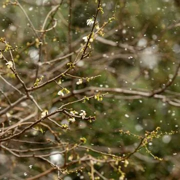 Tree blossoms during unexpected snowfall in spring. Foto stock