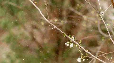 Tree blossoms during unexpected snowfall in spring. Stock Photos