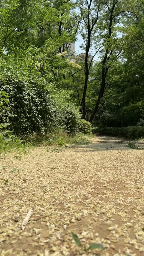 Tree Blossoms Falling in a Sunny Summer Forest Park Stock Footage 340416607