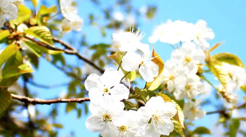 Tree blossoms Stock Footage