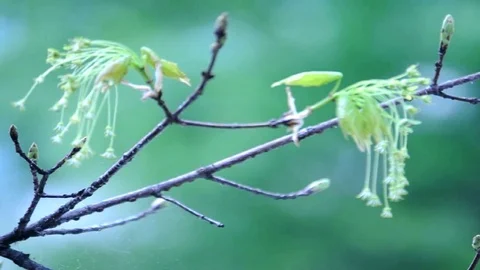 Tree blossoms Stock Footage 128161760