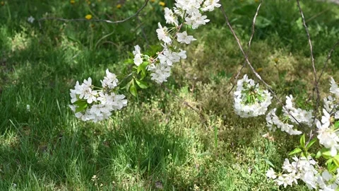 Tree blossoms Stock Footage 245354620