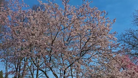 A tree with blossoms Stock Footage 271542065