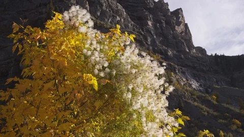 Tree with blossoms in front of Rocky Mountains at sunset (wide) Stockbeeldmateriaal 93484968