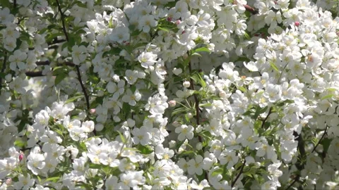 Tree blossoms pull out Video stock 242716865