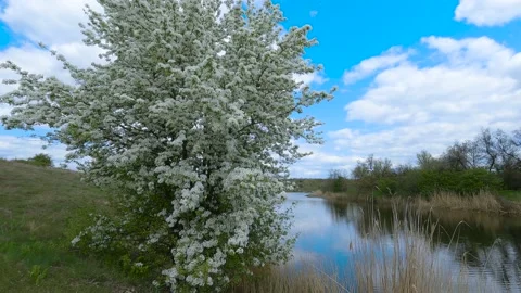 Tree blossoms by the river 库存影片 195321237