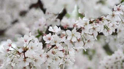 Tree Blossoms In Spring In Richmond, Virginia 4K Stock Footage 48946497