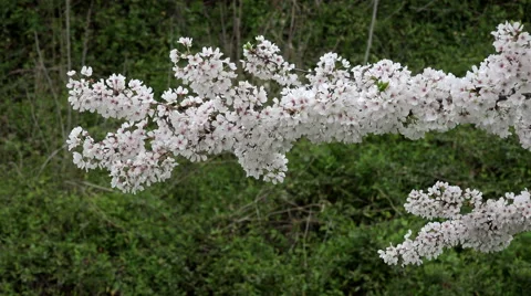 Tree Blossoms In Spring In Richmond, Virginia 4K Stock Footage 48946856