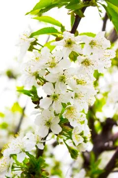 Tree blossoms in spring white leaves Stock Photos
