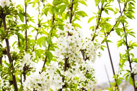 Tree blossoms in spring white leaves Stock Photos