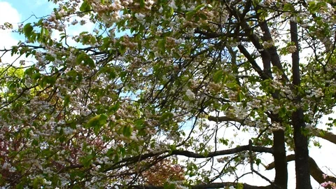 Tree blossoms swaying in the breeze Stock Footage 108643623