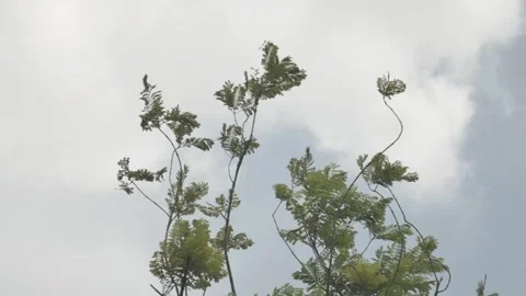 A TREE BLOW BY THE WIND Stock Footage 286079419