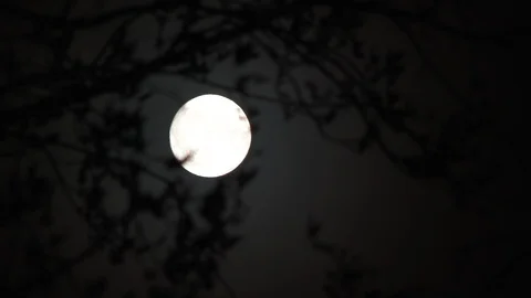 Tree Blowing Branches And Full Moon Night Video stock 98907934