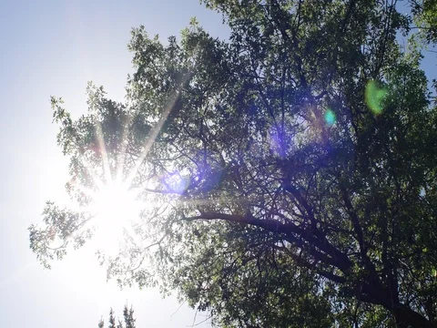 Tree blowing Stock Footage 76020454