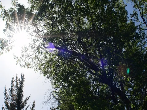 Tree blowing Stock Footage 76020924