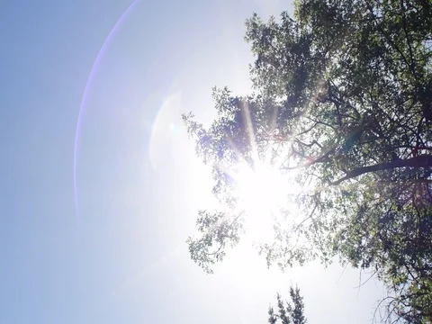 Tree blowing Stock Footage 76021110