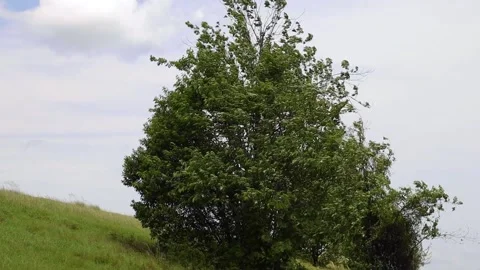 A tree blowing harshly in the wind in the summer Stock Footage 153571129