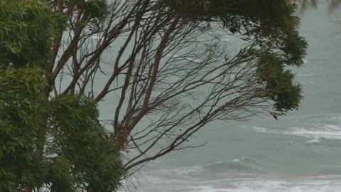 Tree blowing in strong wind with ocean background Video stock 137138494