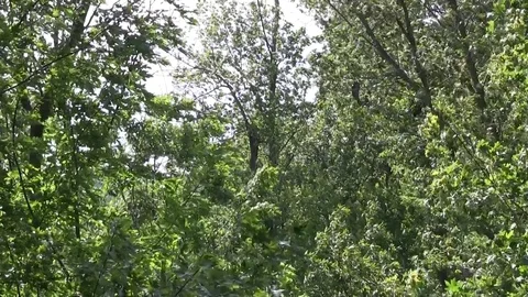 Tree blowing in wind 01 스톡 동영상 82872433