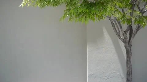 Tree blowing in wind against wall 3022 Stock Footage 10729122
