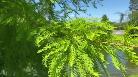 Tree Blowing in The Wind Close Up Outside Stock Footage 232400858