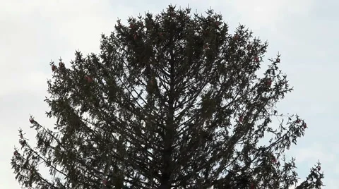 Tree Blowing in the Wind Stock Footage 912686