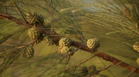 Tree blowing in the wind Stock Footage 32098187