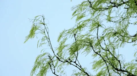 Tree Blowing in the Wind 動画素材 48964171