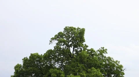 Tree blowing in the wind 動画素材 50339950