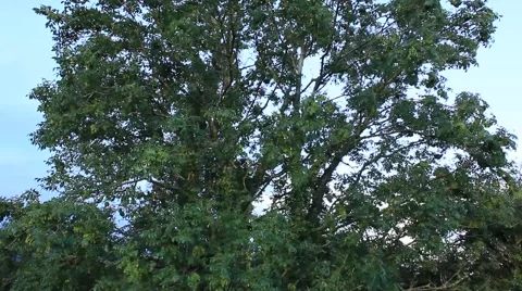 Tree blowing in the wind Stock Footage 53252431