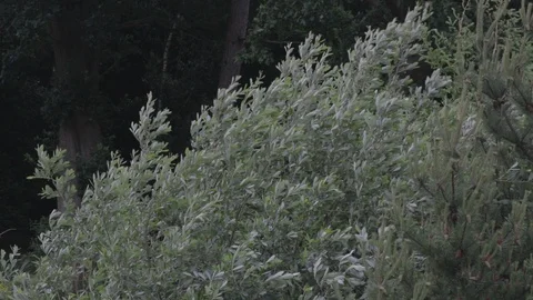 Tree blowing in the wind Stock Footage 94494619
