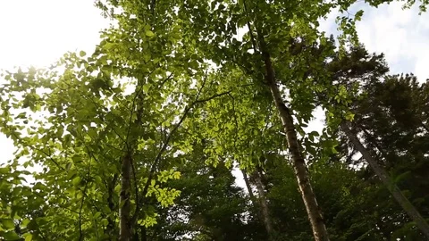 Tree blowing in wind Stock Footage 94669484
