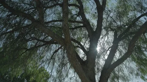 Tree blowing in the wind Stock Footage 136485639