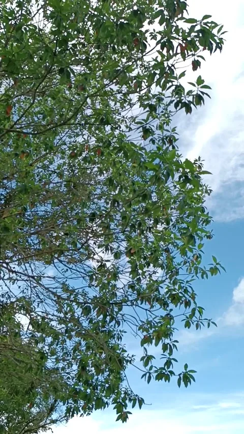 Tree blowing by wind Stock Footage 240638594