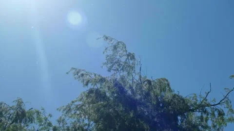 Tree blowing in the wind Stock Footage 260850431