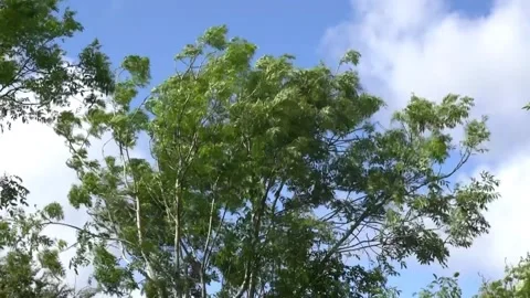 Tree blowing in wind Video stock 278915929