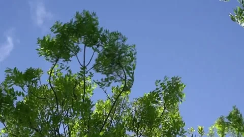 Tree blowing in wind Video stock 278915931