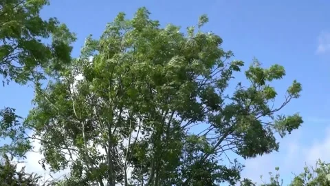 Tree blowing in wind Video stock 278915937