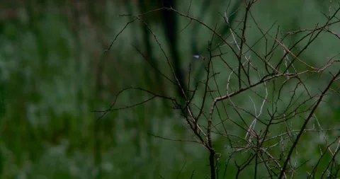 Tree Blowing in Wind Stock Footage 292725867