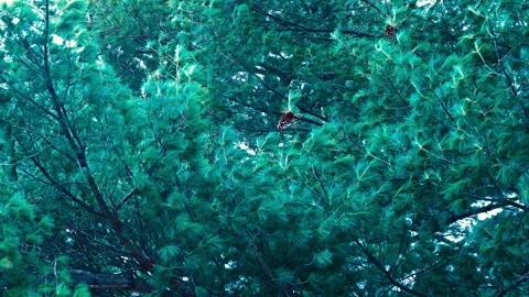 Tree blowing in the wind Stock-Footage 331654965