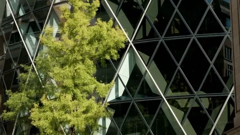 Tree blowing in the wind in front of St Mary Axe Stock Footage 79912754