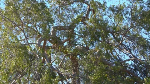 Tree blowing wind gusts zoom in Stock-Footage 92869204