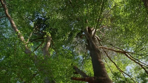 Tree blowing in the wind, looking upward view in the green park. Stock Footage 81595312
