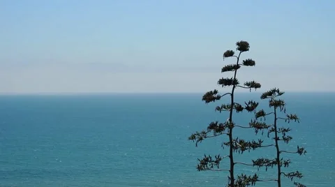A tree blowing in the wind by the ocean Stock-Footage 67639346