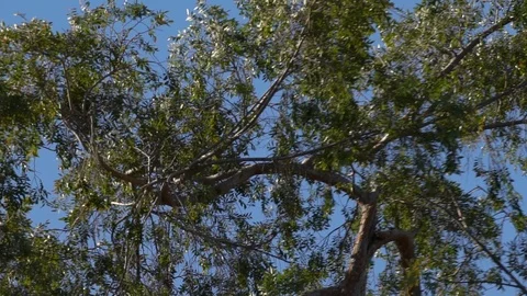 Tree blowing wind slo motion Stock-Footage 92869611
